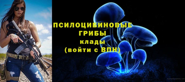 индика Новодвинск