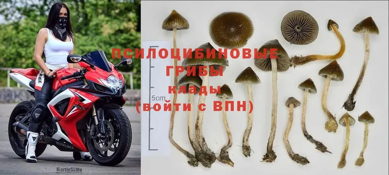 Псилоцибиновые грибы MAGIC MUSHROOMS  KRAKEN сайт  Шахты 