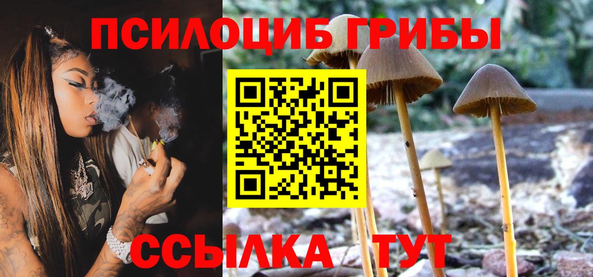 Псилоцибиновые грибы Psilocybe Шахты